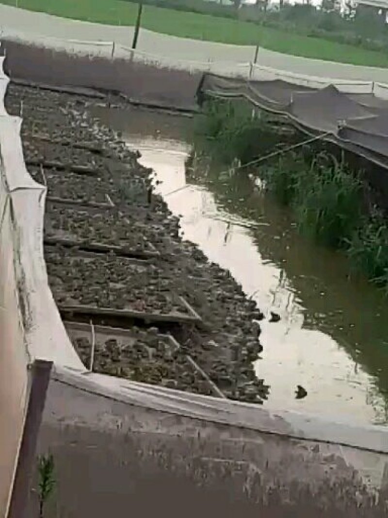 出售青蛙，蝌蚪，卵块