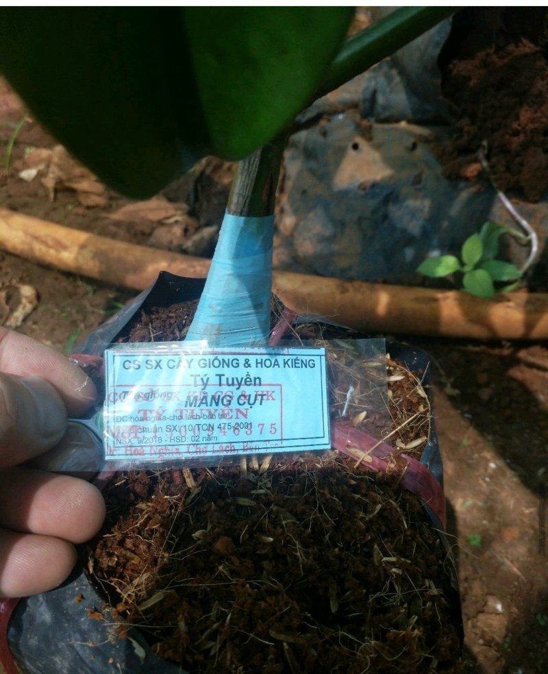 泰国山竹苗红皮白肉适合南方种植
