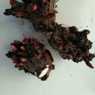 芍药，种球块根，3一4芽作为一块根