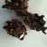 芍药，种球块根，3一4芽作为一块根