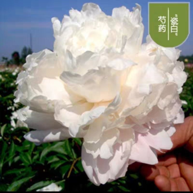 芍药，种球块根，3一4芽作为一块根