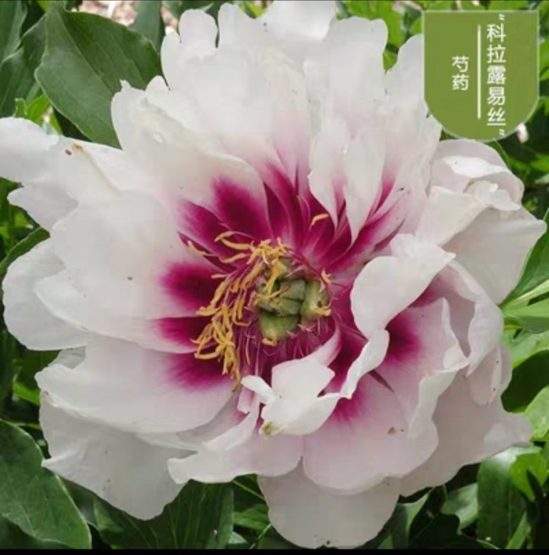 芍药，种球块根，3一4芽作为一块根