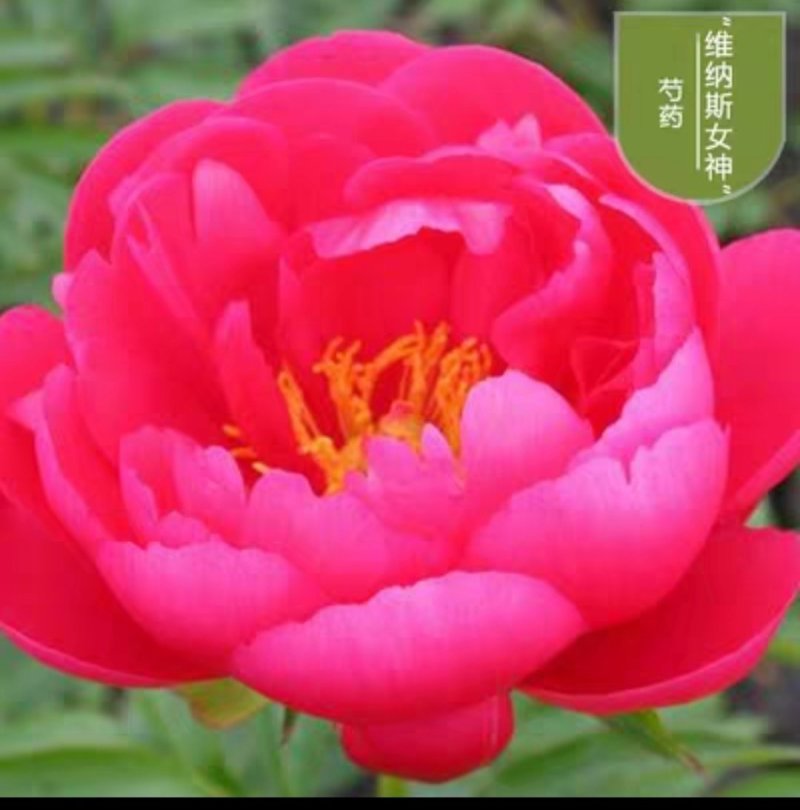 芍药，种球块根，3一4芽作为一块根