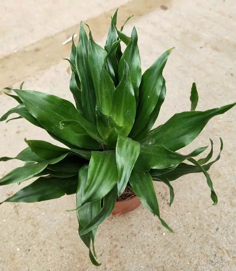 太阳神万年青，基地直销，绿植小盆栽。