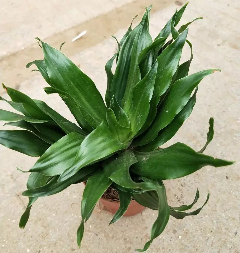 太阳神万年青，基地直销，绿植小盆栽。