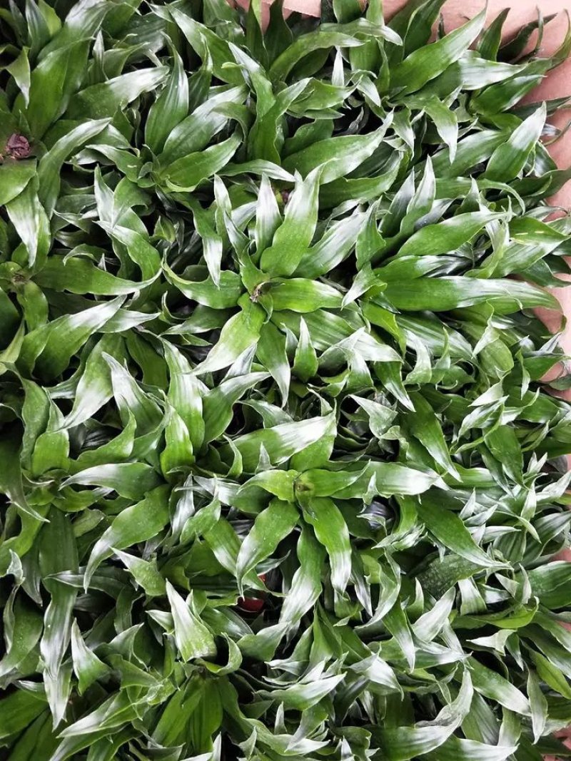 太阳神万年青，基地直销，绿植小盆栽。