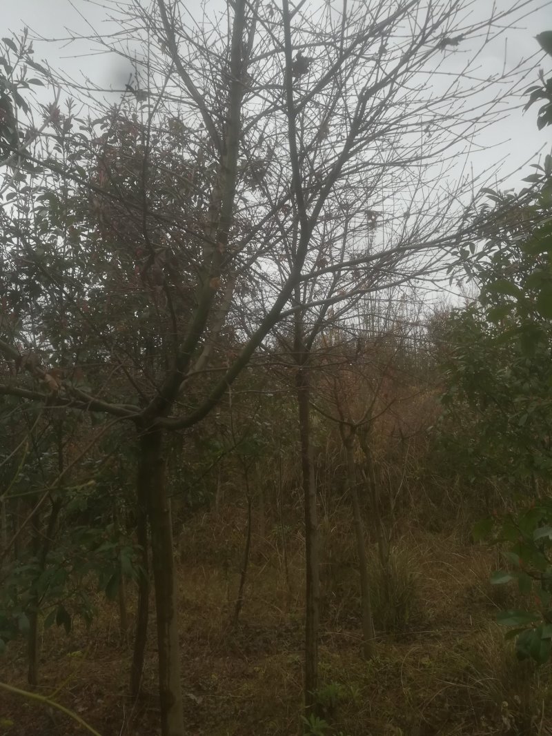 红枫