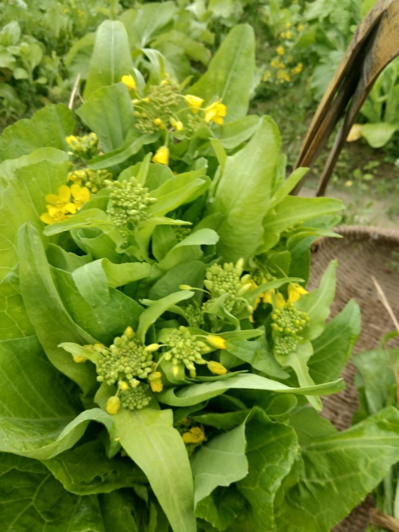 白菜苔菜心产地直供支持全国发货欢迎来电资询洽谈合作共赢