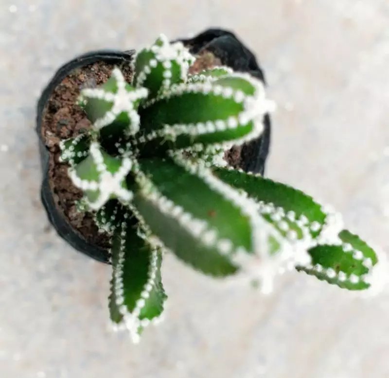 万重山仙人掌盆栽，基地直销绿植小盆栽。