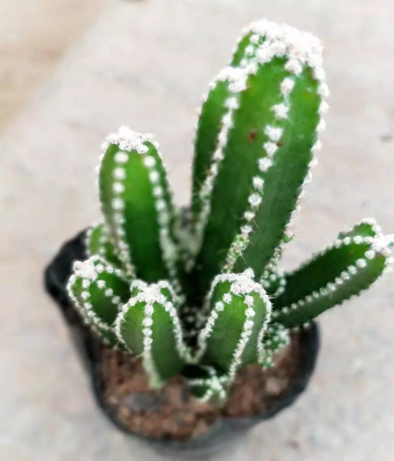 万重山仙人掌盆栽，基地直销绿植小盆栽。
