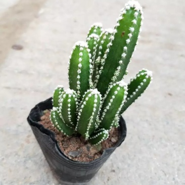 万重山仙人掌盆栽，基地直销绿植小盆栽。