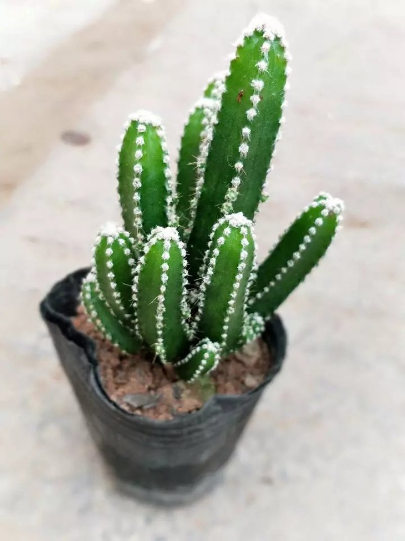 万重山仙人掌盆栽，基地直销绿植小盆栽。