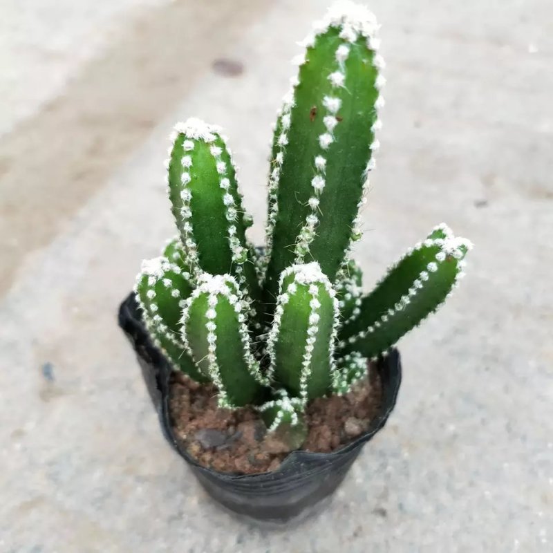 万重山仙人掌盆栽，基地直销绿植小盆栽。