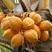 泰国金椰子苗椰子苗黄金椰矮化少量包邮