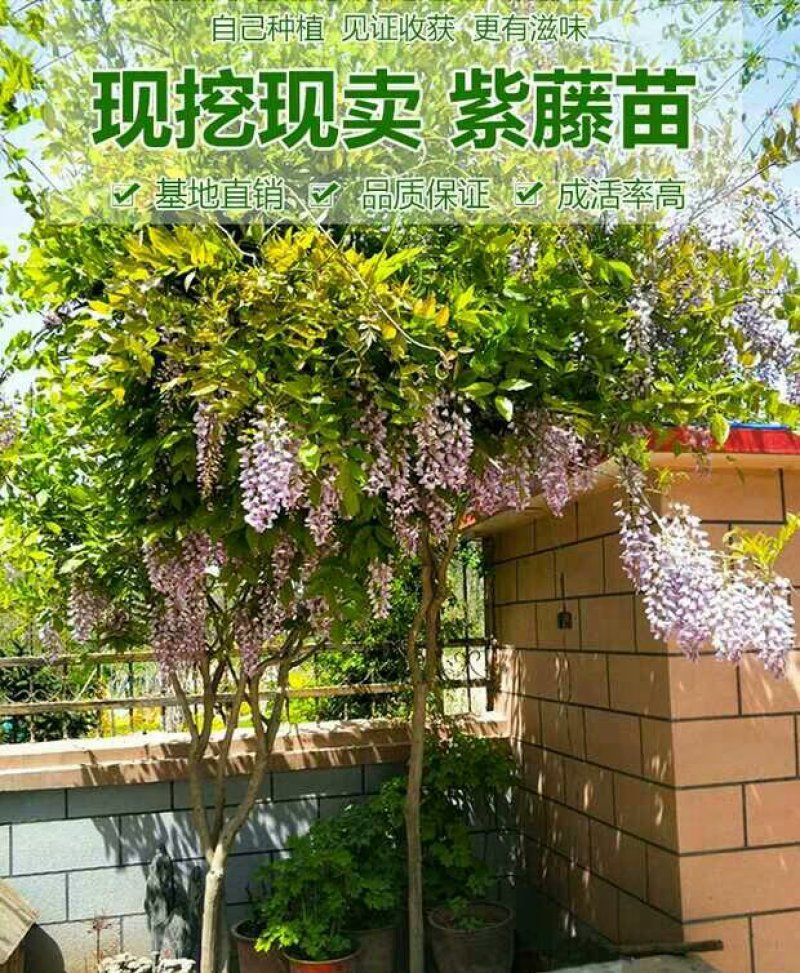 紫藤花树苗紫藤萝盆栽紫藤花苗紫藤苗庭院围墙四季种植紫