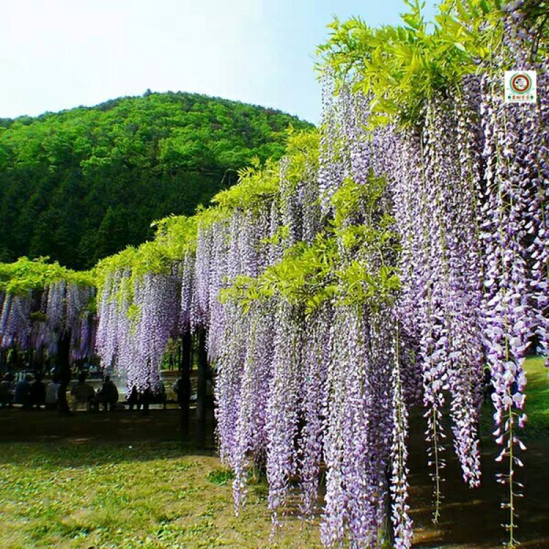 紫藤花树苗紫藤萝盆栽紫藤花苗紫藤苗庭院围墙四季种植紫