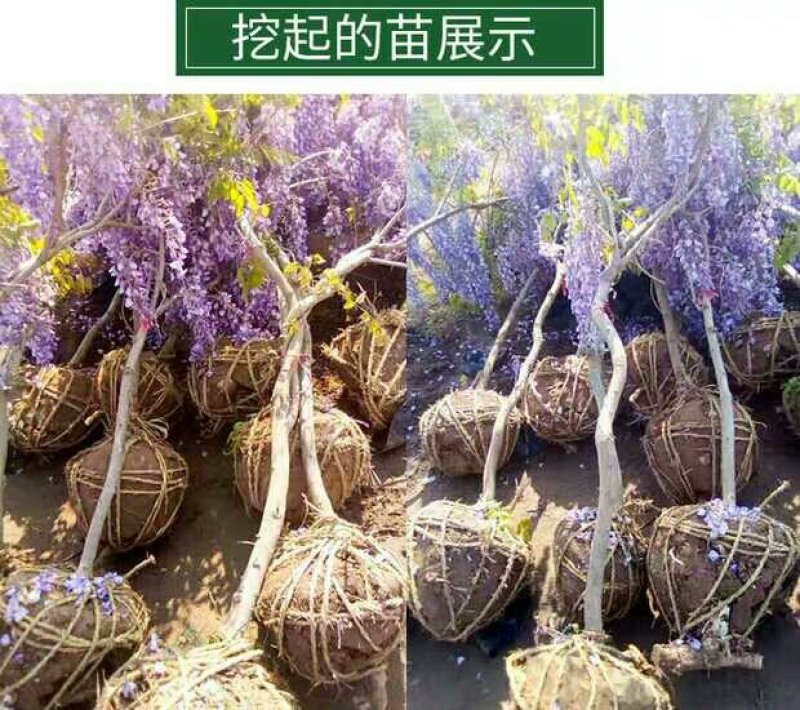 紫藤花树苗紫藤萝盆栽紫藤花苗紫藤苗庭院围墙四季种植紫