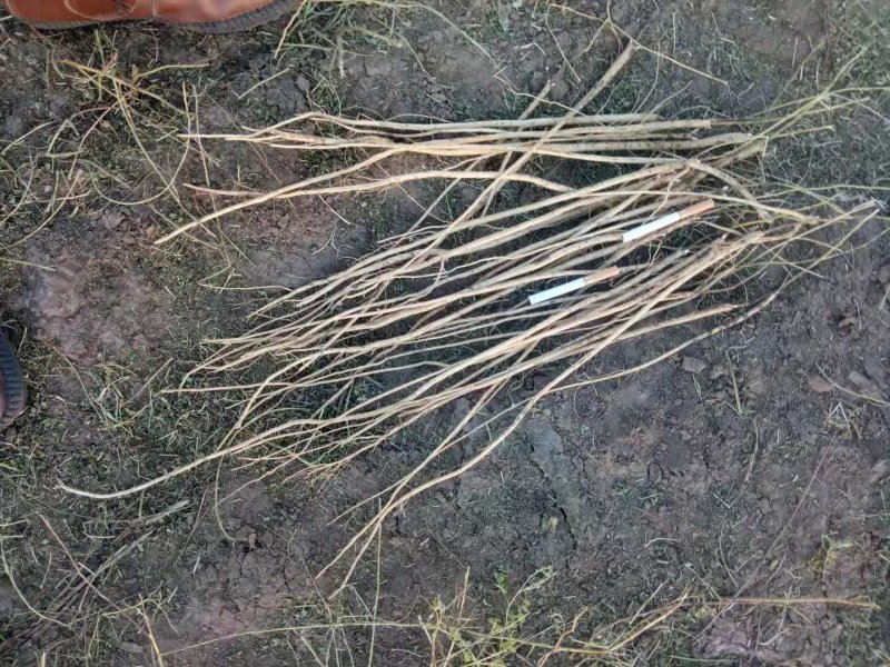 大量供应板蓝根苗，甘草苗