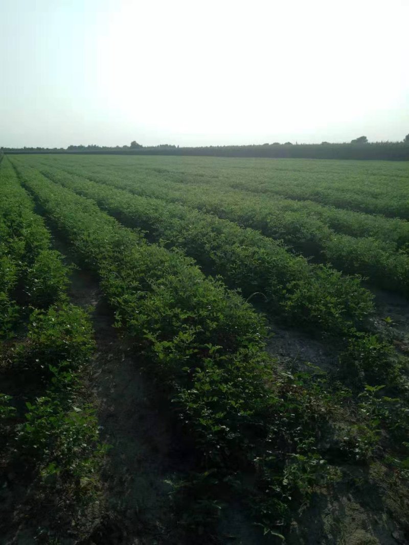 大量供应板蓝根苗，甘草苗