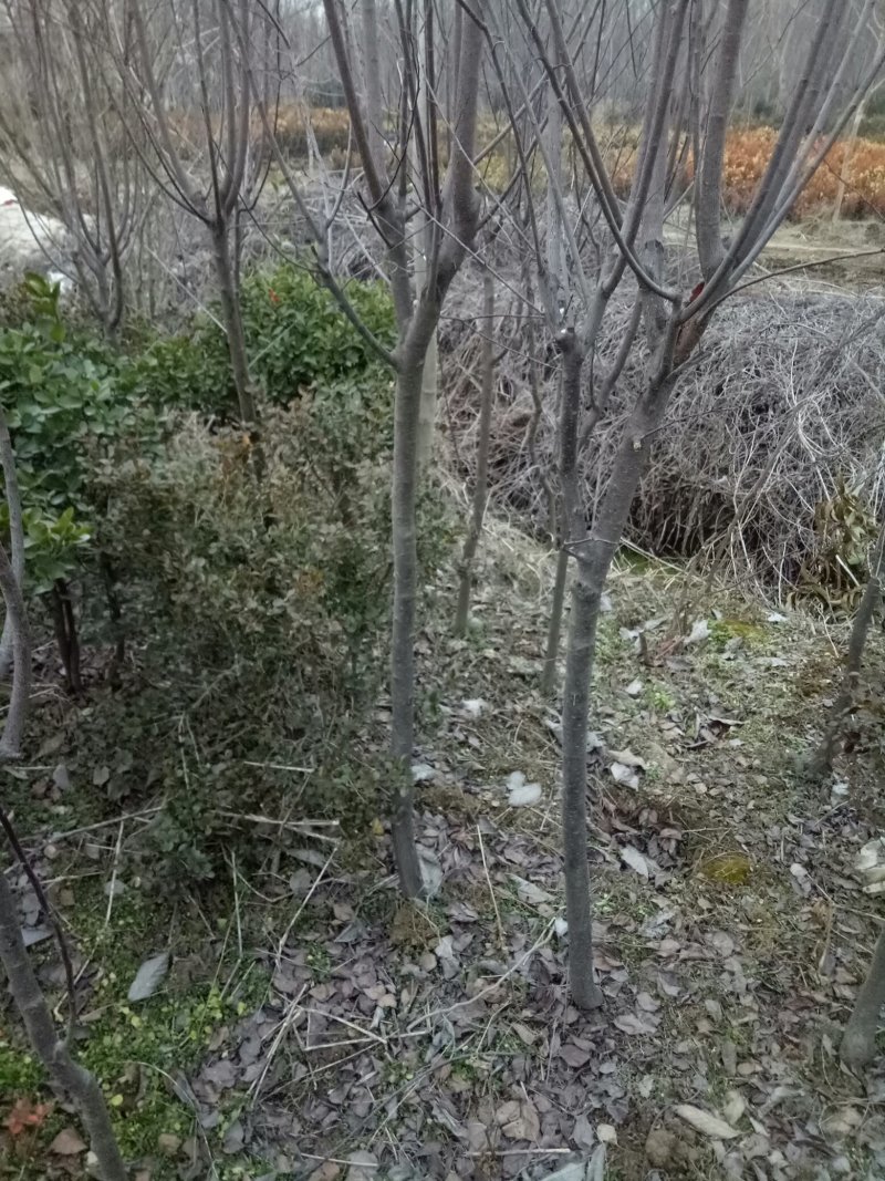 正宗绿化紫叶李树苗紫叶李树紫叶李子树苗紫叶李果盆