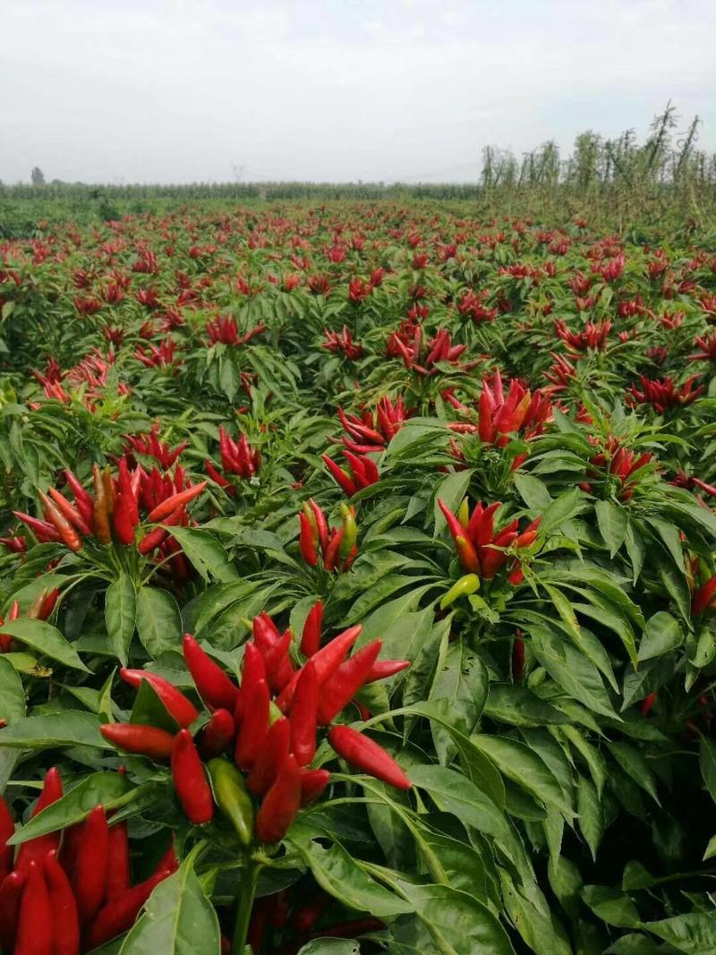三樱椒种子大果型抗病高产150克朝天椒大田用种一亩地