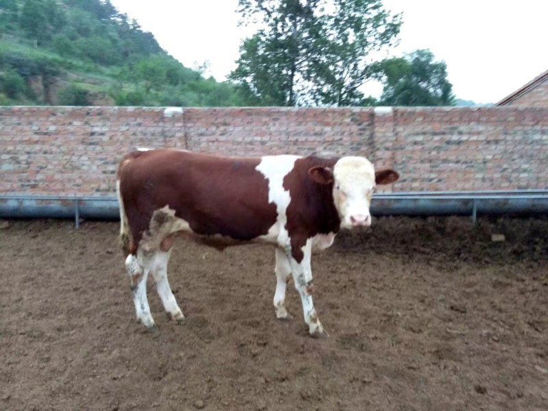 西门塔尔肉牛