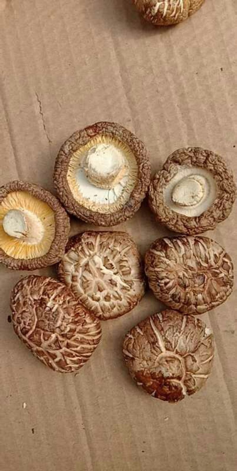 精品鲜香菇~人民生活必须品