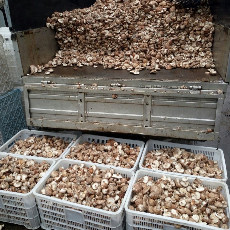 精品鲜香菇~人民生活必须品