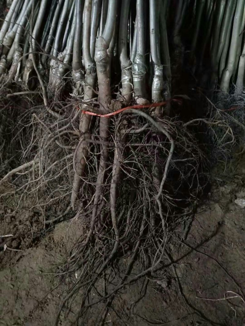 山东平邑薄皮核桃苗，嫁接核桃苗，货真价实，看货起苗。