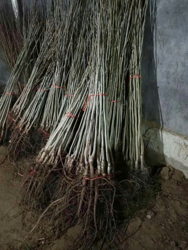 山东平邑薄皮核桃苗，嫁接核桃苗，货真价实，看货起苗。