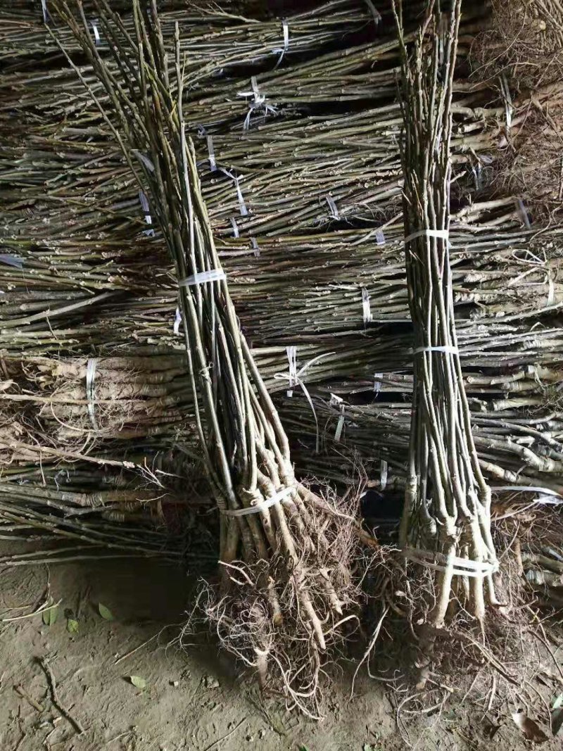 山东平邑薄皮核桃苗，嫁接核桃苗，货真价实，看货起苗。