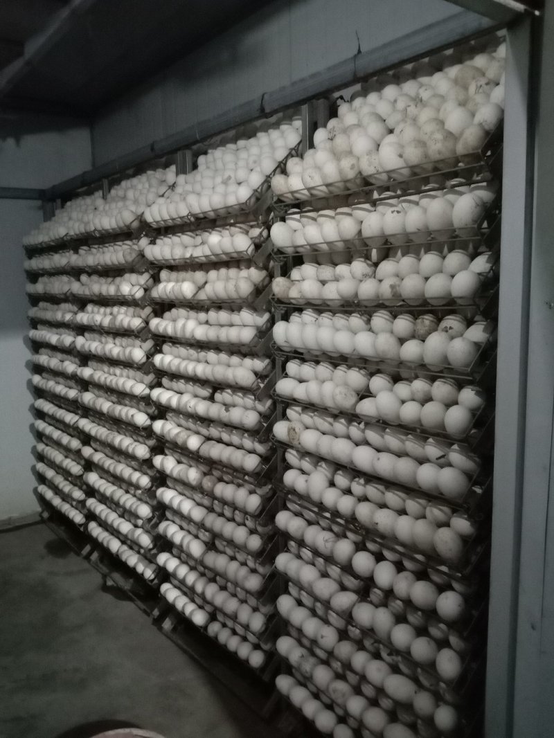 超越孵鹅厂常年出售优质大三花鹅苗，质量保证，诚信经营