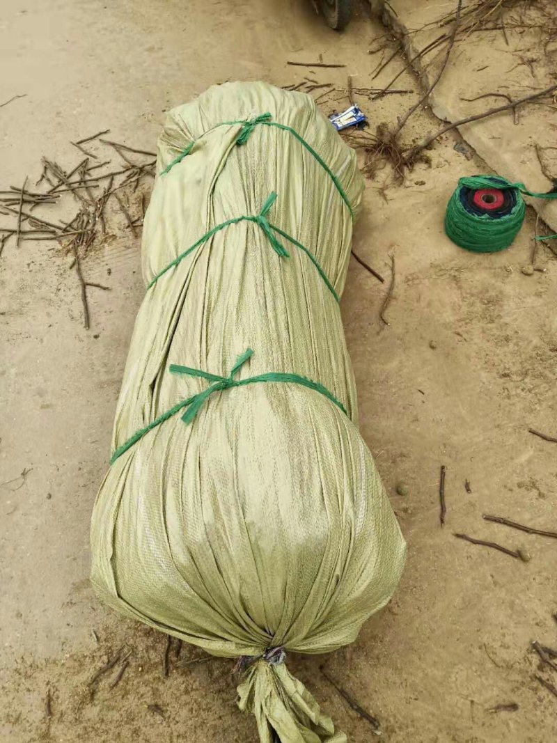山东大红袍板栗苗，泰山板栗苗，自产自销，看货起苗。