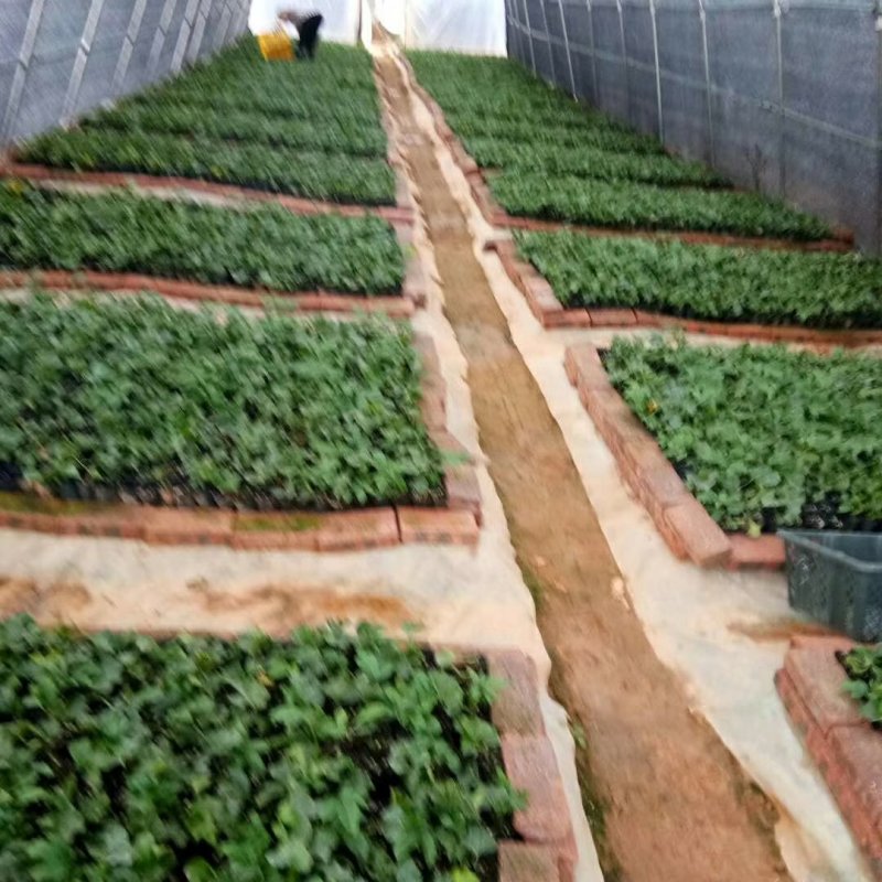 大苗小苗都有，大苗在50公分到1米高，小苗在20公分左右