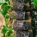 大苗小苗都有，大苗在50公分到1米高，小苗在20公分左右