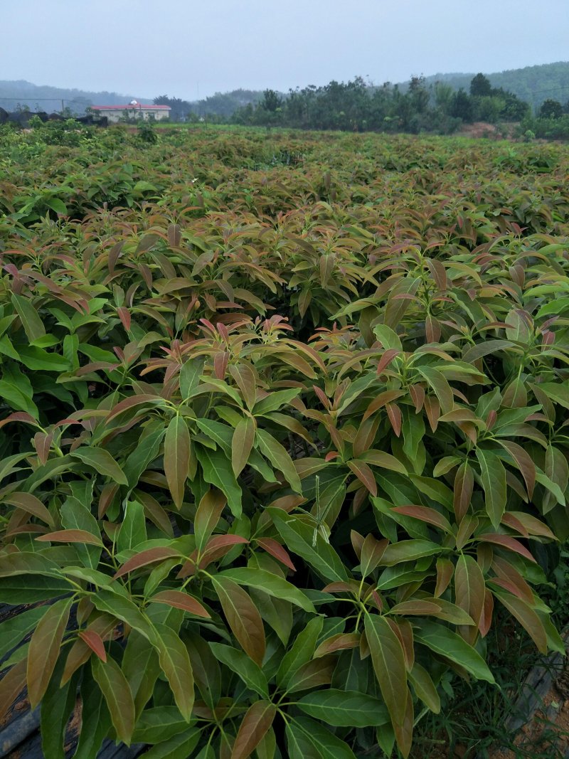 牛油果苗