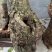 灵芝、兰花盆景花盆半成品