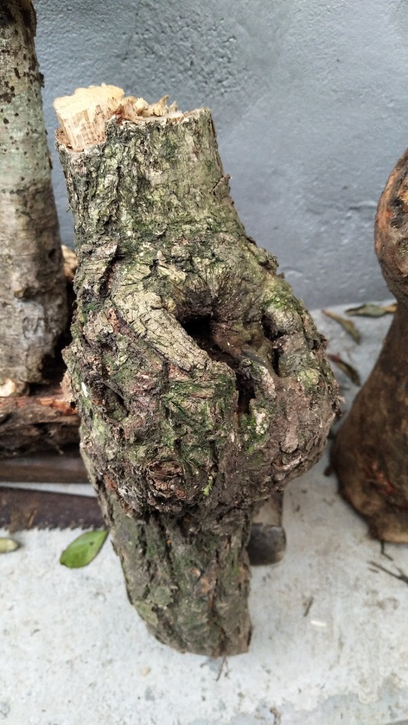 灵芝、兰花盆景花盆半成品