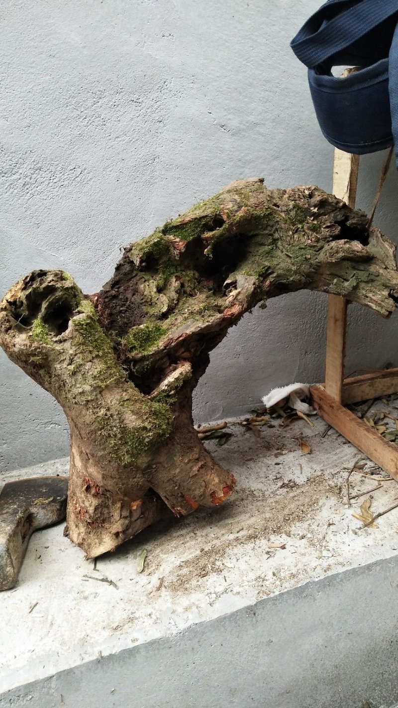 灵芝、兰花盆景花盆半成品