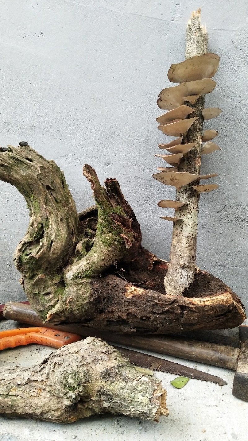 灵芝、兰花盆景花盆半成品