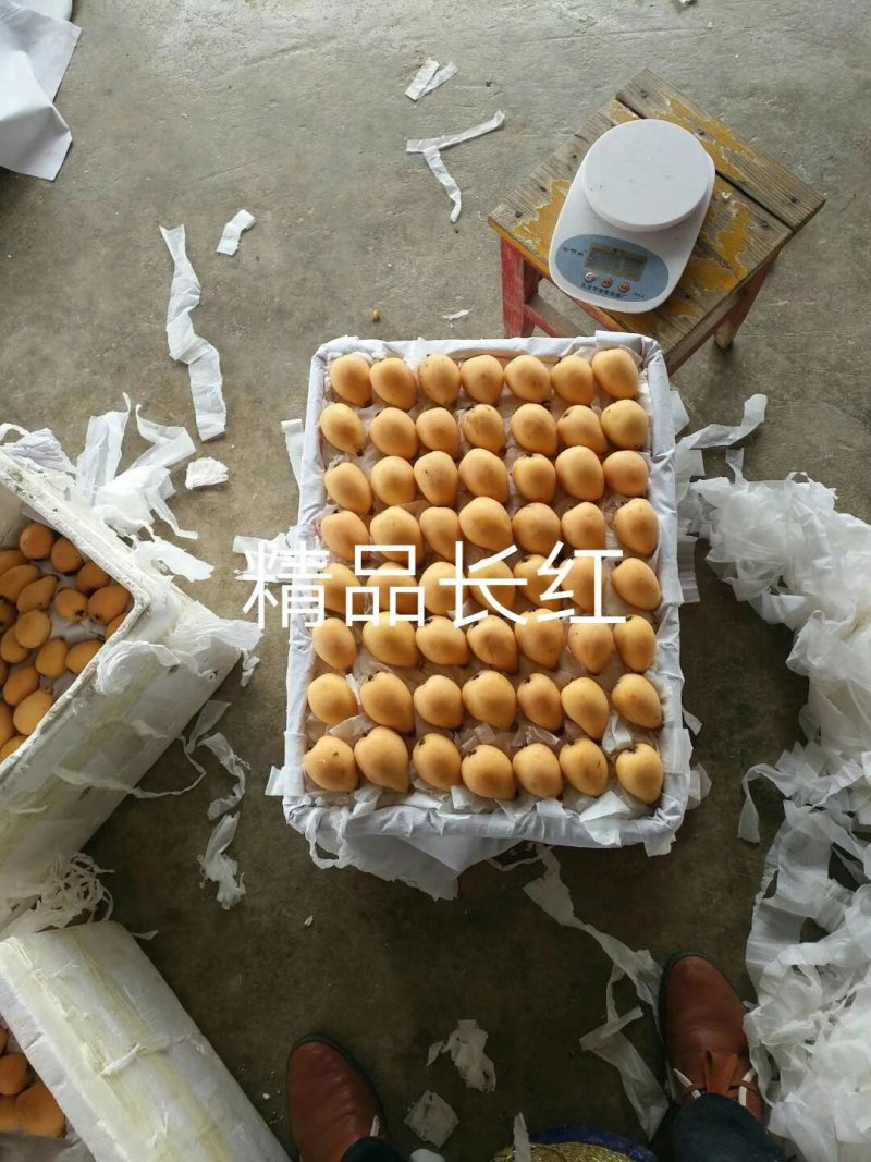 云南省蒙自市芷村镇庄寨大枇杷