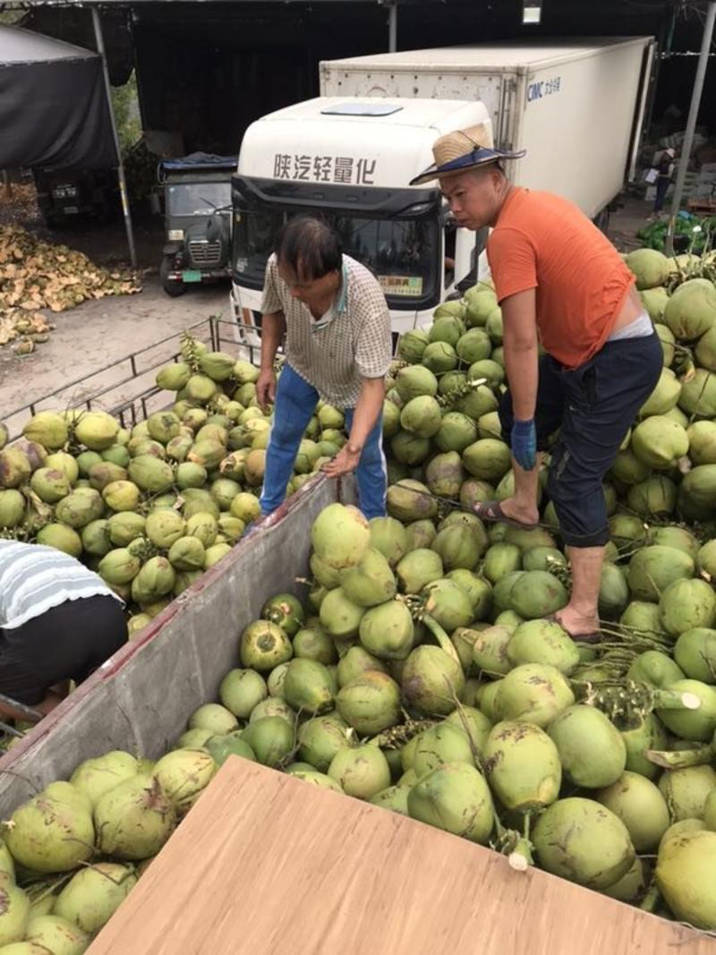 椰子海南文昌椰子水多肉嫩厂家直供全国发货精品货源