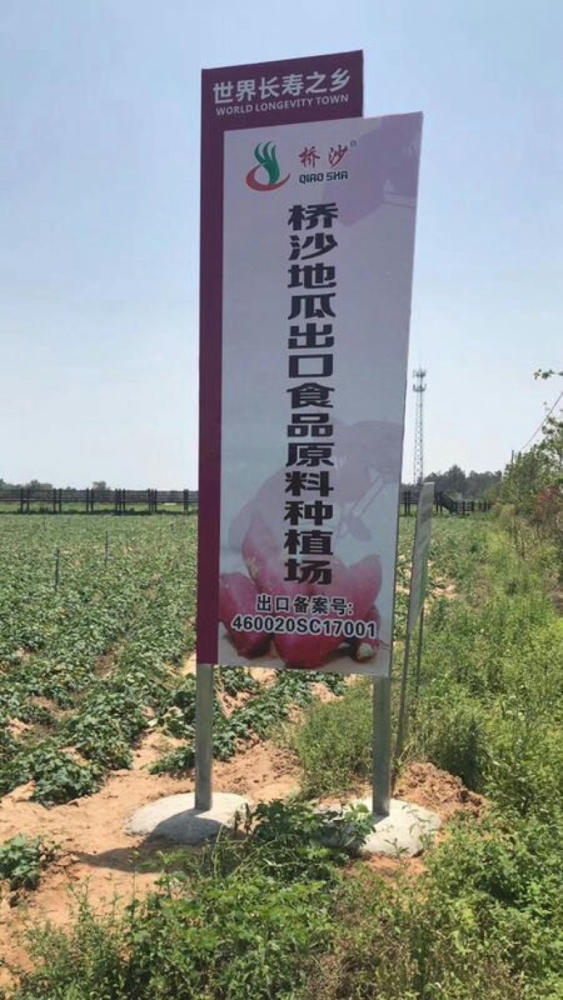 桥沙地瓜，五斤装