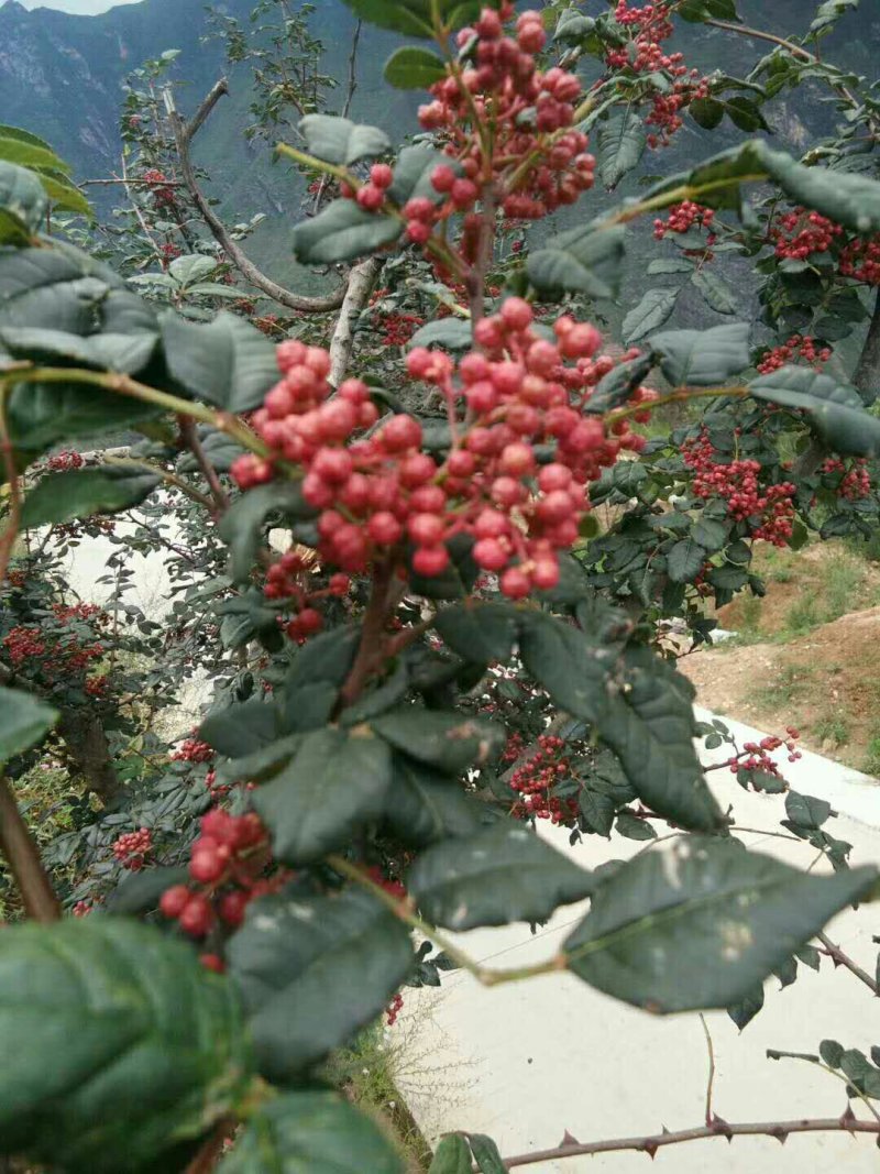 甘肃：无刺嫁接大红袍花椒苗（伏椒）提供种植技术