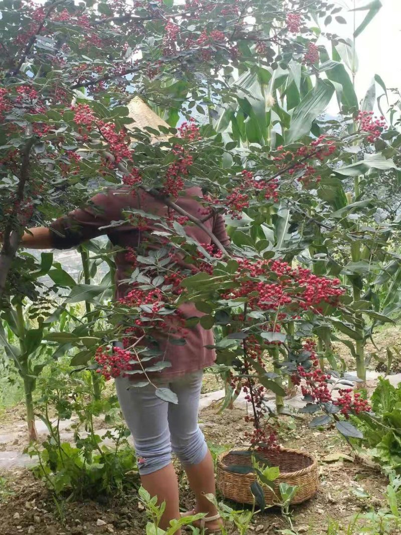 甘肃：无刺嫁接大红袍花椒苗（伏椒）提供种植技术