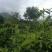 云南普洱古树茶。