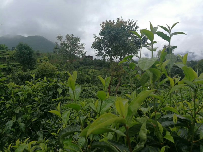 云南普洱古树茶。