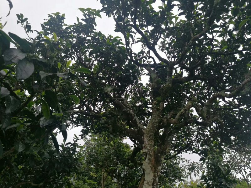 云南普洱古树茶。
