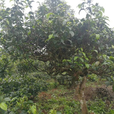 云南普洱古树茶。