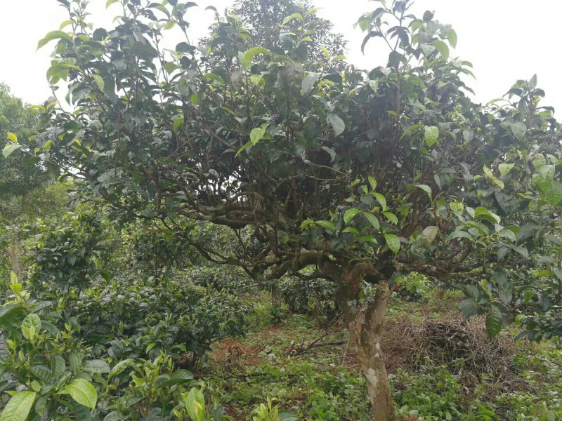 云南普洱古树茶。